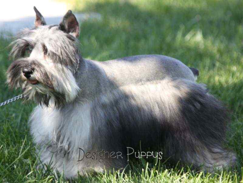 Super Coated Schnauzer Chocolate Schnauzer Puppy Mini Designer Puppys